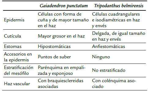 Caracter&iacute;sticas anat&oacute;micas foliares comparativas entre G. punctatum y T. belmirensis.