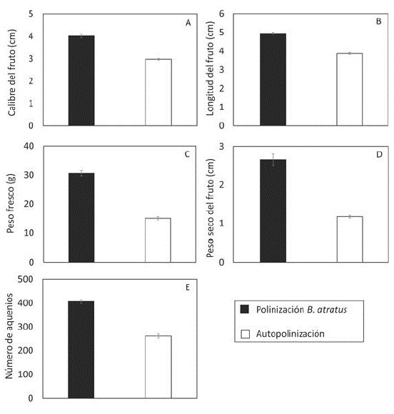 Efecto de la polinización mediada por obreras de B. atratus en frutos de F. ananassa var. Camino Real. (A) Calibre, (B) Longitud, (C) Peso fresco, (D) Peso seco y (E) Número de semillas. Las barras de error indican el error estándar.