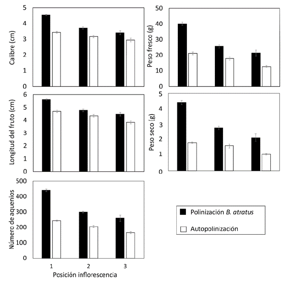 Efecto de la polinización mediada por obreras de B. atratus en frutos de F. ananassa cv. Ventana en las tres posiciones de la inflorescencia. (A) Calibre, (B) Longitud, (C) Peso fresco, (D) Peso seco y (E) Número de aquenios. Las barras indican el error estándar.