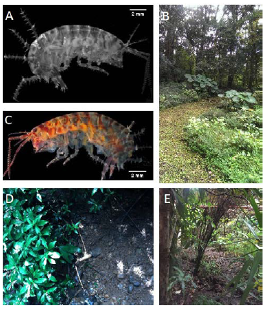 Espec&iacute;menes frescos del anf&iacute;podo terrestre Talitroides topitotum (longitud total m&aacute;xima de 12 mm) y h&aacute;bitat de donde fue colectado. A, B y E) T. topitotum colectado en Monteverde (ver: https://youtu.be/YXyl4jCcyGg y video suplementario 1, cedido por James Wolfe), Curicancha (1400 msnm), Puntarenas. C y D) T. topitotum colectado en la zona del Zurqu&iacute;, en el margen del r&iacute;o Sanguijuela (750 msnm), Bajo de la Hondura, Heredia.