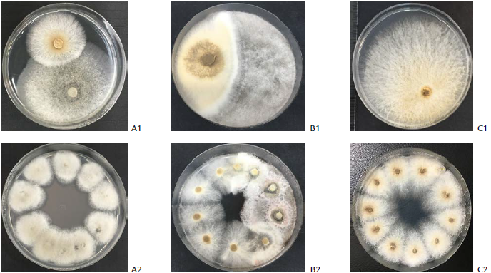 Examples of dual cultures of M. roreri vs. endophytes after eight days of incubation (A1-C1). A1, vs. strain Ec107 (C. gloeosporioides; B1, vs. strain Ec129 (N. sphaerica) and C1, pathogen alone. Re-isolation (survival) of the &ldquo;winner&rdquo; fungi from the agar-plugs extracted throughout the colony-contact areas (A2-C2). Series 2 shows plates with 0, 50 and 100 % of survival of M. roreri after the confrontations, respectively.