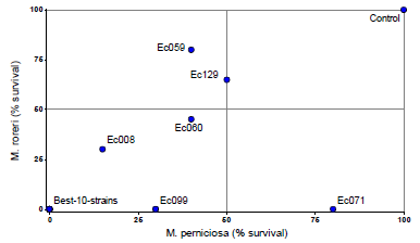 Percentage of survival of M. roreri and M. perniciosa after 13 days of confrontation with endophytic strains in dual-culture-assays. The values were determined based on the number of disc that showed growth of the pathogens when extracted from the interaction zone of the endophyte-pathogen colonies. The lower %-value, the more mycoparasitic capacity of the endophytes. The 10 best isolates are represented by a point with 0 %-0 %. Colonies were cultivated on PDA (26&deg; C/darkness), and two replicates and 20 discs per treatment were used.
