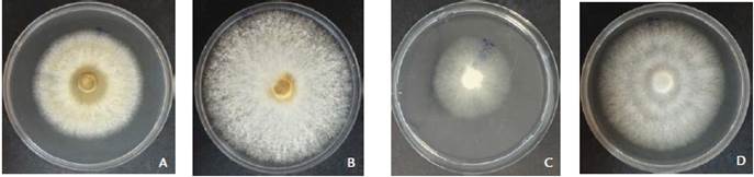 Growth of M. roreri onto PDA medium combined with 75 % crude metabolites of: A, strain Ec107 (C. gloeosporioides); C, strain Ec035 (L. theobromae). B and D, Controls with no extract of M. roreri and M. perniciosa, respectively.