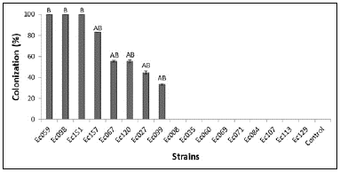 Percentage of the re-isolation of endophytes from discs of inoculated detached healthy-cacao-leaves. Detached leaves were incubated for seven days at 26&deg; C (darkness, 100 % RH). Average from 18 leaf-discs from each strain are showed. Different letters indicate significant differences (p <0.01).
