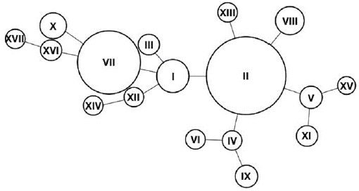 Red de haplotipos observados. Se puede ver como los haplotipos derivan del haplotipo I o del haplotipo II.