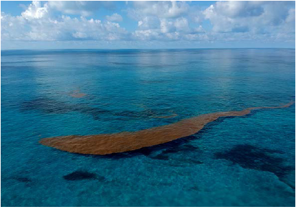 Aerial photo of floating Sargassum reaching Beacon Cay. Photo credits: Santiago Estrada-Robledo.