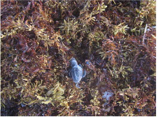 A baby turtle struggling in the Sargassum mat.