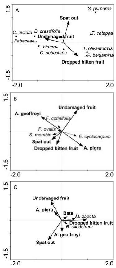 (A) Canonical Correspondence Analysis (CCA) scatterplot illustrating the relationships among nine fruit species to seed handling of bats: Undamaged fruit ("Uf"), Dropped bitten fruit ("Dbf") and Spat out ("Sot"), represented by arrows. (B) Redundancy Analysis (RDA) scatterplot illustrating the relationships among four fruit species to seed handling (Undamaged fruit, "Uf"; Dropped bitten fruit, "Dbf"; and Spat out, "Sot"), represented by dot arrows in two monkey species, A. geoffroyi and A. pigra. (C) Redundancy Analysis (RDA) scatterplot illustrating the relationships among two common fruit species to seed handling (Undamaged fruit, "Uf"; Dropped bitten fruit, "Dbf"; and Spat out, "Sot"), represented by dot arrows and monkey species, and bats.