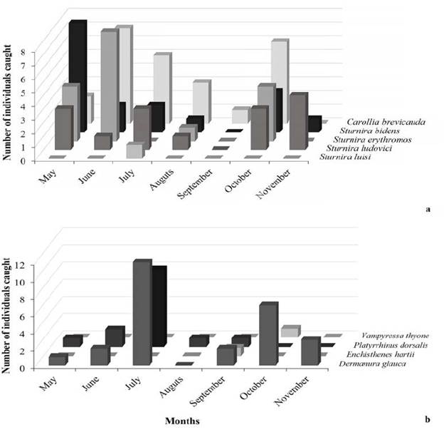 Number of individuals (of bats) caught between May and November 2014 in the BFR. a) Sedentary frugivores, b) Nomadic frugivores.