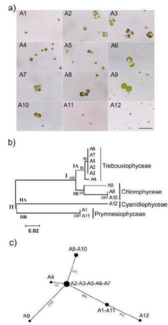 Cepas de microalgas de la colecci&oacute;n del CIB-ITCR codificadas de A1 a A12. a) Micrograf&iacute;a que muestra la morfolog&iacute;a de doce aislamientos analizados (Barra= 10um para todos los aislamientos). b) Arbol filogen&eacute;tico basado en secuencias de la regi&oacute;n 18S del ADNr de cada cepa (los n&uacute;meros en las ramas indican los valores de bootstrap). El an&aacute;lisis filogen&eacute;tico se obtuvo utilizando el m&eacute;todo de m&aacute;xima verosimilitud, se muestra el &aacute;rbol con mayor log de verosimilitud (-2693.56), los &aacute;rboles iniciales para la b&uacute;squeda heur&iacute;stica se obtuvieron autom&aacute;ticamente aplicando los algoritmos Neighbor-Join y BioNJ a una matriz de distancias por pares estimadas utilizando el enfoque MCL (Maximum Composite Likelihood) y luego seleccionando la topolog&iacute;a con un valor de log verosimilitud superior. El &aacute;rbol est&aacute; dibujado a escala, con longitudes de rama medidas en el n&uacute;mero de sustituciones por sitio. El an&aacute;lisis involucr&oacute; 12 secuencias de nucle&oacute;tidos y se eliminaron todas las posiciones que conten&iacute;an gaps y datos faltantes. Hubo un total de 874 posiciones en el conjunto de datos final. c) Diagrama de an&aacute;lisis de Red de Expansi&oacute;n M&iacute;nima (Minimun Spanning Network) de las secuencias consenso. El tama&ntilde;o de los c&iacute;rculos representa las frecuencias de cada uno de los haplotipos. Se interconectan de acuerdo a sus relaciones filogen&eacute;ticas y la longitud de las ramas indica el n&uacute;mero de mutaciones (entre par&eacute;ntesis).