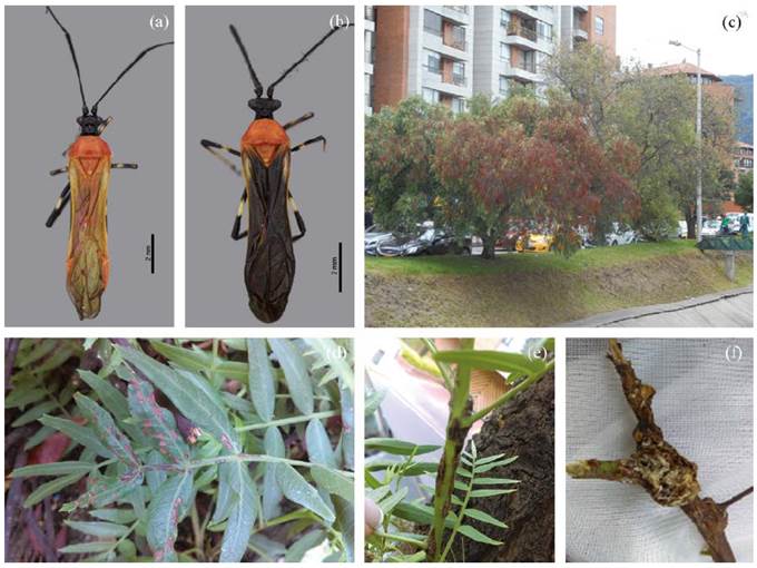 (a) Female of Monalonion velezangeli; (b) Male of Monalonion velezangeli; (c) Urban tree strongly affected by Monalonion velezangeli; (d) Dried leaves with reddish-brownish coloration; (e) Twig with necrotic lesions; (f) Twig malformation affecting bud development.