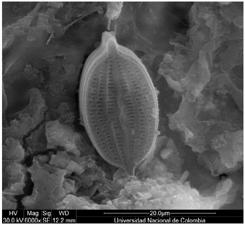 Scanning electron microscopy picture of Mastogloia corsicana.