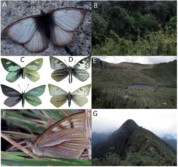A. Macho de L. schmidti. (Fotograf&iacute;a: Fredy Montero). B. Fotograf&iacute;a del paisaje del &aacute;rea de estudio en la Cuchilla del Tablazo. C. Macho y hembra de L. mirabilis D. Macho y hembra de L. viventieni E. Fotograf&iacute;a del paisaje del &aacute;rea de estudio en las Lagunas de Siecha, en el PNN Chingaza. F. Macho de L. zebra G. Fotograf&iacute;a del paisaje del &aacute;rea de estudio en el p&aacute;ramo de Santa Rita.