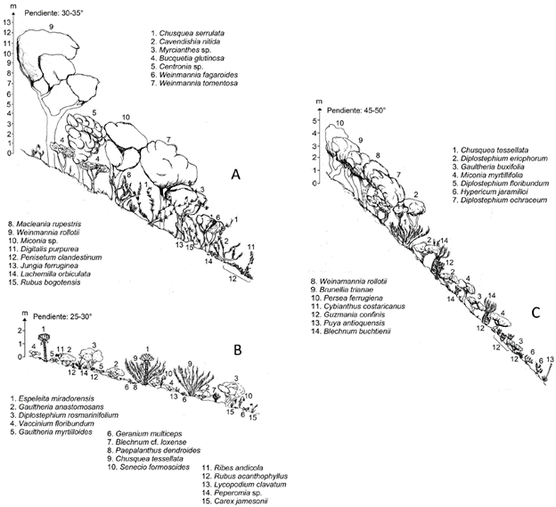 Perfil de la vegetaci&oacute;n del &aacute;rea de estudio en la cuchilla del Tablazo. B. Perfil de la vegetaci&oacute;n del sector de las Lagunas de Siecha, PNN Chingaza. C. Perfil de la vegetaci&oacute;n del &aacute;rea de estudio, sector Laguna de Santa Rita, &aacute;rea de p&aacute;ramos Farallones de Citar&aacute;