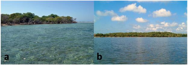 Islas continentales. a. Isla Fuerte, Bolívar: Bosque de mangle. b. Isla Tortuguilla, Puerto Escondido: bosque de mangle.