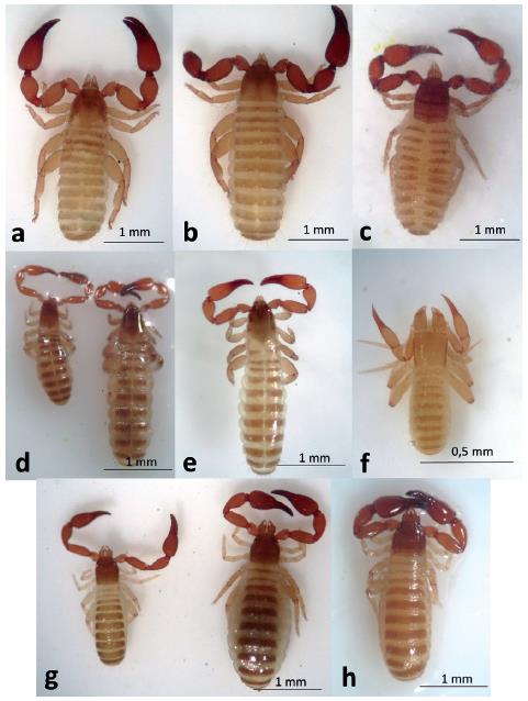 Especies de Pseudoscorpiones colectados en Isla Fuerte y Tortuguilla, Caribe Colombiano. Habitus: a. Paratemnoides nidificator (Macho). b. Paratemnoides nidificator (Hembra). c. Epactiochernes insularum (Macho). d. Serianus gratus (Hembra y Macho). e. Solinus corticola (Macho). f. Lechytia chthoniiformis (Macho). g. Pachyolpium sp.1 (Hembra y Macho). h. Pachyolpium sp.2 (Macho).