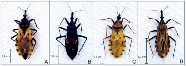 Especies de triatominos capturadas en la vereda Jorro del municipio de Colosó. A) T. dimidiata, B) E. cuspidatus, C) P. geniculatus, D) R. pallescens.