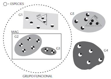 Algunas diferencias entre grupo funcional, gremio, macrogremio y microgremio. Como se muestra, un grupo funcional puede contener uno o m&aacute;s gremios, mientras que lo contrario no es posible. C&iacute;rculos con diferentes combinaciones de tonos de negro y blanco representan diferentes especies. G = gremio; MAG = macrogremio; MIC = microgremio.