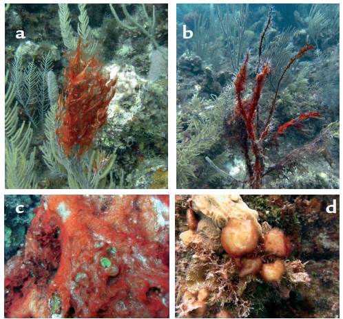 a-b Cyanobacterial mats overgrowing soft corals of the genus Antillogorgia. Soft coral tissue under cyanobacterial mats was dead and disintegrated upon contact leaving behind the gorgonin matrix which was rapidly fouled. c. Cyanobacterial mat overgrowing corals and macroalgae. d. Cyanobacterial "lumps" overgrowing corals and coralline algae. All pictures taken in Old Providence Island by Julian Prato, (2013).