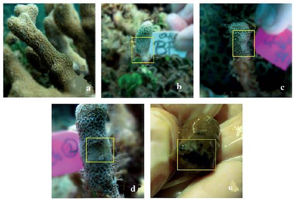 Effect of cyanobacterial extracts upon direct contact with the coral Porites porites.a. Untreated coral. b, c and d. Coral bleaching after 24, 48 and 72 hours respectively. e. Signs of necrosis (at 72 h) evident at the time of polyp removal for chemical analyses.
