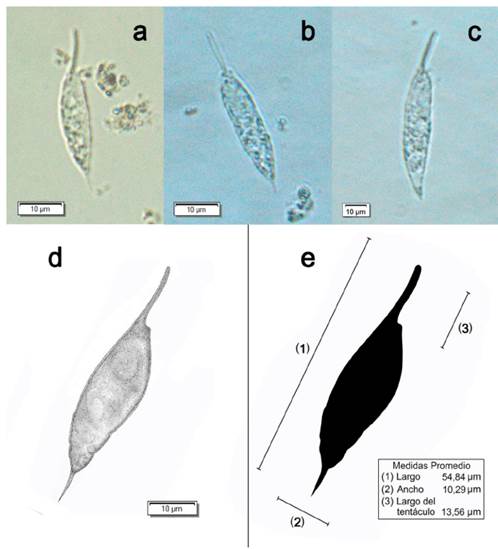Resultados de las observaciones de Pronoctiluca spinifera en microscopio &oacute;ptico con magnificaci&oacute;n 60x. a-b) Ejemplares colectados a un metro de profundidad (superficial), c) ejemplar 3, corresponde a 40 m de profundidad, las dimensiones de los ejemplares se muestran en la Tabla 1. d) Descripci&oacute;n morfol&oacute;gica de Pronoctiluca spinifera, a partir de las figuras a-c, e) Medidas promedio de Pronoctiluca spinifera.