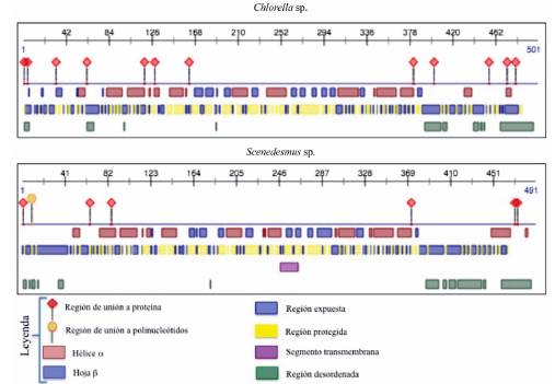 Anotaci&oacute;n estructural de las αACCasa de Chlorella sp. y Scenedesmus sp. donde se muestran las regiones que corresponden a las estructuras secundarias t&iacute;picas (h&eacute;lices a y hojas β) presentes en estas prote&iacute;nas. Adem&aacute;s, se presentan regiones implicadas en la interacci&oacute;n con prote&iacute;nas, polinucle&oacute;tidos y regiones que est&aacute;n embebidas en el n&uacute;cleo hidrof&oacute;bico o si se encuentran en la superficie de las αACCasa de ambas especies microalgales.