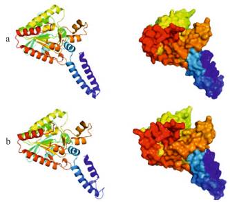 Comparaci&oacute;n de las estructuras tridimensionales de las prote&iacute;nas αACCasa de Chlorella sp. (a) y Scenedesmus sp. (b) generadas por predicci&oacute;n con base a estructuras 3D de prote&iacute;nas hom&oacute;logas que perviamente han sido obtenidas por cristalograf&iacute;a de rayos X. Ambas prote&iacute;nas presentan el mismo patron estructural corroborando su conservaci&oacute;n funcional en la cat&aacute;lisis de la transferencia de grupos carboxilo.