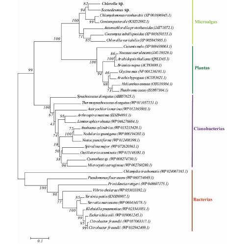 An&aacute;lisis filogen&eacute;tico de las αACCasa con base a las secuencias deducidas de las prote&iacute;nas hom&oacute;logas de microalgas, plantas, cianobacterias y bacterias. El &aacute;rbol filogen&eacute;tico fue construido empleando el m&eacute;todo Neighbor-Joining y las distancias de las ramas son las proporciones de las sustituciones de amino&aacute;cidos derivadas del modelo evolutivo Jones-Taylor-Thornton. Los valores de bootstrap corresponden a los porcentajes obtenidos a partir de 1000 r&eacute;plicas.