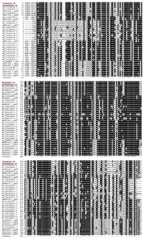 Alineamiento de las secuencias prote&iacute;cas de la aACCasa de las microalgas en estudio con las de otras especies