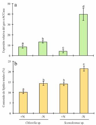 Expresi&oacute;n relativa del gen αACCasa (a) y contenido de l&iacute;pidos totales (b) en las microalgas Chlorella sp. y Scenedesmus sp. sometidas a estr&eacute;s nutritivo por deficiencia de nitr&oacute;geno. Las columnas representan los promedios obtenidos de tres r&eacute;plicas biol&oacute;gicas y tres r&eacute;plicas t&eacute;cnicas. Las barras de error indican valores de desviaci&oacute;n est&aacute;ndar y letras diferentes (p.ej., a, b, c, etc.) sobre las columnas significa que existen diferencias estad&iacute;sticas significativas (p < 0,05)
