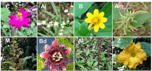 Especies de plantas involucradas en la red de polinizadores en el agroecosistema de Los Andes, Valle del Cauca, Colombia. De izquierda a derecha los nombres comunes y taxon&oacute;micos de las especies de planta, C: Correo (Cosmos caudatus); Aj: Ajenjo macho (Artemisia vulgaris); B: Botoncillo (Acmella mutisii); Am: Amaranto (Amaranthus spinosus); M: Mango (Mangifera indica); Bd: Badea (Passiflora quadrangularis); Al: Albahaca (Ocimum basilicum); Z: Zapallo (Cucurbita maxima).