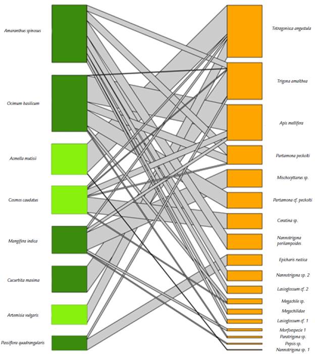 Red de polinizadores del agroecosistema de Los Andes, Valle del Cauca, Colombia. La red incluye ocho especies de plantas (cinco plantas de cultivo y tres especies arvenses) y 17 de polinizadores pertenecientes a cinco familias del orden Hymenoptera. El color verde claro representa las plantas arvenses, el verde oscuro las plantas de cultivo y el color naranja representa los polinizadores; las bandas grises son el n&uacute;mero de enlaces entre plantas y animales. El grosor de la banda representa la fuerza o importancia de la interacci&oacute;n entre el par de especies.
