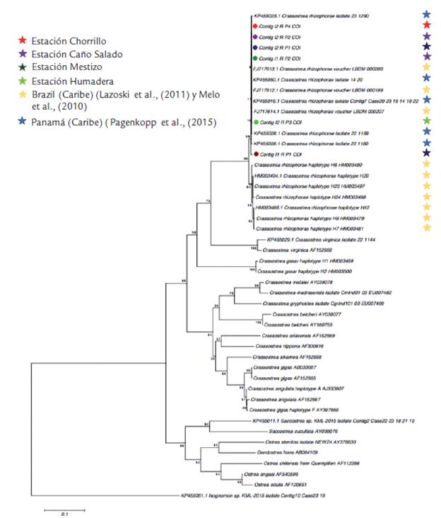 Árbol filogenético construido con los resultados del análisis molecular de los individuos de Crassostrea rhizophorae analizados.