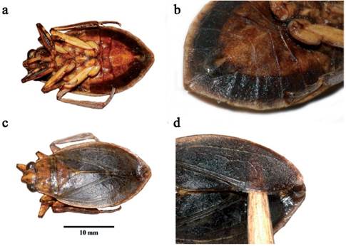 Water bug of the Abedus genus (Belostomatidae) collected in the Cot&oacute;n River, Puntarenas, Costa Rica. a: Ventral view; b: detail of abdominal sclerites V-VI without longitudinal fold; c: dorsal view; d: detail of absent membrane.