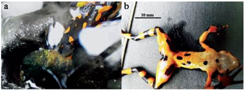 Water bug of the Abedus genus preying upon an individual of the critically endangered Variable harlequin frog Atelopus varius in the Cot&oacute;n river, Puntarenas, Costa Rica. a: Individual of water bug preying upon an individual of Variable harlequin frog; b: The toad died after being collected.