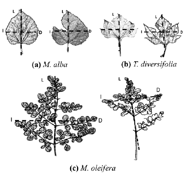(a) Morus alba, (b) Thitonia diversifolia y (c) Moringa oleifera representaci�n esquem�tica de las hojas usadas para medir asimetr�a fluctuante, y SLA, mostrando hojas da�adas y hojas completas I (Izquierda) D (Derecha) L (Longitud).