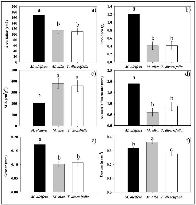 Caracter�sticas morfol�gicas foliares en M. oleifera, M. alba y T. diversifolia. a) �rea foliar, b) Peso seco, c) �rea foliar especifica (SLA), d) Asimetr�a fluctuante e) Grosor, f) Dureza. Diferentes literales indican diferencia estad�stica significativa (Bonferroni< 0,005).