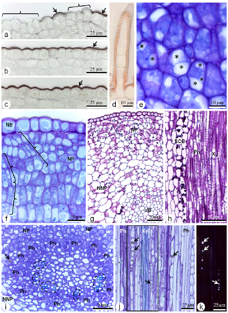 Details of the Bauhinia monandra hypanthium and nectary tissues. (a-c) Cross-sections of the nectary (a, b) and the non-nectary (c) epidermis of the tube stained with Sudan black B in the basal (a) and middle (b, c) thirds of the hypanthium, for better cuticle viewing (arrows). The regions of apparent discontinuity of the cuticle on the nectary epidermis in the basal third of the hypanthium (a) are indicated (brackets). (d) Detail of a tector trichome in the basal third of the tube, stained with Sudan IV. (e) Detail of nectary parenchyma cells, showing small and numerous vacuoles (asterisks). (f) Longitudinal section of nectary tissues, showing some cells organized pattern of cords (brackets). (g) Cross-section of the hypanthium submitted to the Periodic Acid Schiff reaction. (h) Longitudinal section of a vascular bundle subjacent to the nectary parenchyma, showing starch-containing cells. Periodic Acid Schiff reaction. (i) Detail of a vascular bundle in cross-section, subjacent to the nectary parenchyma, showing a druse (arrow). The vessel element groups are indicated by ellipses. (j, k) Longitudinal section of a vascular bundle subjacent to the nectary parenchyma, under non-polarised (j) and polarised light (k), where k corresponds to the rectangle in j. Arrows indicate druses. Legends: NE- nectary epidermis, NNP- non-nectary parenchyma, NP- nectary parenchyma, Ph- phloem, SCC- starch-containing cells, VB- vascular bundle, Xy- xylem.