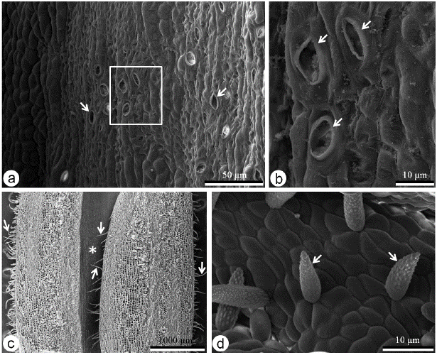 Scanning electron micrographs of the Bauhinia monandra floral nectary. (a) General view of the nectary epidermis at the basal third of the hypanthium, showing the stomata (arrows). (b) Detail of the stomata (arrows) from the rectangle in a. (c) Longitudinal section of the hypanthium, showing the tector trichomes (arrows) inside and outside the tubular hypanthium (asterisk). (d) Detail of the tector trichomes (arrows) inside the tube.