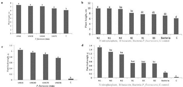 Effect of Pseudomonas fluorescens UM16, UM240, UM256 and UM270 strains on the length (upper) and fresh weight (lower) of blueberry plants var. Biloxi only inoculated (a and c) or fertilized with nitrophosphate (N) or basacote (B) and inoculated one, two or three times (b and d). C shows the control. Values with the same letter are not significantly different (Tukey, P>0.05).