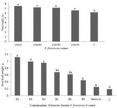 The fresh root weight of blueberry plants var Biloxi inoculated with Pseudomonas fluorescens UM240, UM270, UM256 and UM16 strains (upper) or fertilized with nitrophosphate (N) or basacote (B) and inoculated one, two or three times (lower). C shows the control. Values with the same letter are not significantly different (Tukey, P>0.05).