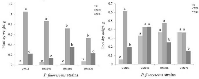 Dry weight of the aerial parts (left) and roots (right) of blueberry plants var. Biloxi inoculated with Pseudomonas fluorescens UM240, UM270, UM256 and UM16 strains or inoculated and fertilized with nitrophosphate (W/N) or basacote (W/B). Values with the same letter are not significantly different (Duncan, P>0.5).