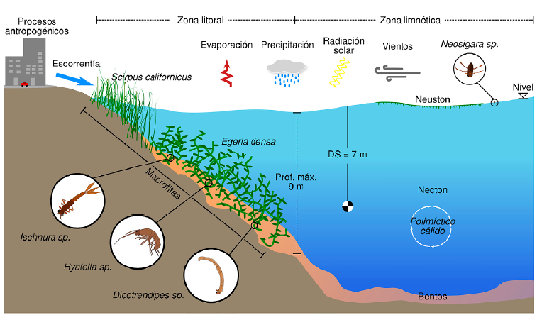 Esquema de las variables ambientales, fsicas y biticas que inciden en el comportamiento de la comunidad de macroinvertebrados