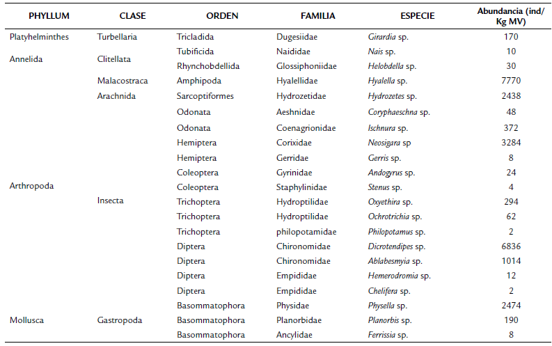Clasificacin taxonmica y abundancia total por morfotipo de los macroinvertebrados del Lago de Tota (MV: material vegetal)