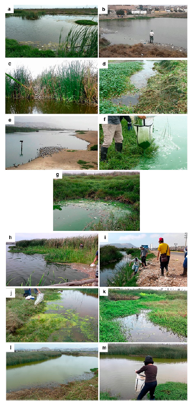 Estaciones de muestreo (diciembre 2017): a Delicias A; b. Delicias B; c. G�nesis A, d. G�nesis B; e-f. Marvilla A; g. Marvilla B; h. Mayor A; i. Mayor B; j. Refugio A; k. Refugio B; l. Sur A; m. Sur B.