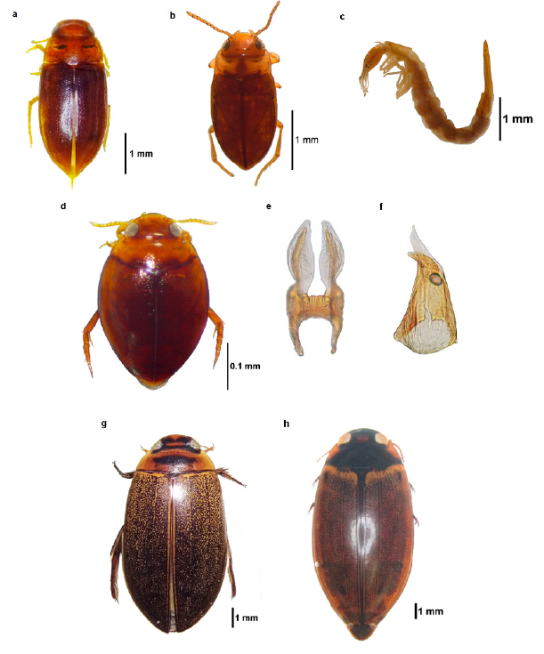 Especies de la familia Dytiscidae: a. Celina sp.; b. Liodessus sp.; c. Megadytes marginithorax; d-f. Desmopachria challeti: d. habitus, e. l�bulo medio del edeago, f. par�mero derecho del edeago (vista del lado interno); g. Rhantus sp.; h. Meridiorhantus calidus.