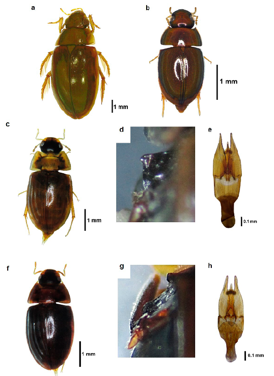 Especies de la familia Hydrophilidae: a. Tropisternus lateralis; b. Paracymus sp.; c-e. Enochrus sp. 1: c. habitus, d. proyecci�n del mesosterno en vista lateral, e. edeago; f-h: Enochrus sp. 2: f. habitus, g. giba del mesosterno en vista lateral, h. edeago.