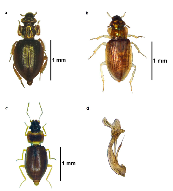 Especies de la familia Hydraenidae: a. Gymnochthebius peruvianus; b. Ochthebius batesoni; c-d. Hydraena quechua: c. habitus, d. edeago.