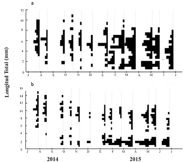 Frecuencia de talla de las dos especies del gnero Anacroneuria durante un ao en la parte media del ro Gaira (Sierra Nevada de Santa Marta, Colombia). a. A. marta, b. A. caraca.