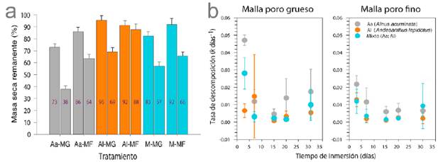(a) Prdida de masa seca (promedio  DE) al inicio (+ 3 das) y al final (+ 30 das) del experimento, (b) tasas de descomposicin (promedio  DE) de hojas de Alnus acuminata, Andesanthus lepidotus y una mezcla de ambas especies vegetales en relacin con el tamao del poro en la Quebrada Las Perlas (Ibagu, Colombia). Aa-MG: A. acuminata bolsas con malla de poro grueso, Aa-MF: A. acuminata bolsas con malla de poro fino, Al-MG: A. lepidotus bolsas con malla de poro grueso, Al-MF: A. lepidotus bolsas con malla de poro fino, M-MG: tratamiento Mixto bolsas con malla de poro grueso, M-MF: Mixto bolsas con malla de poro fino.